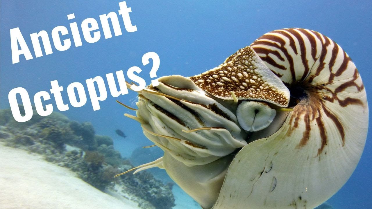 The Biology and Evolution of Nautiluses
