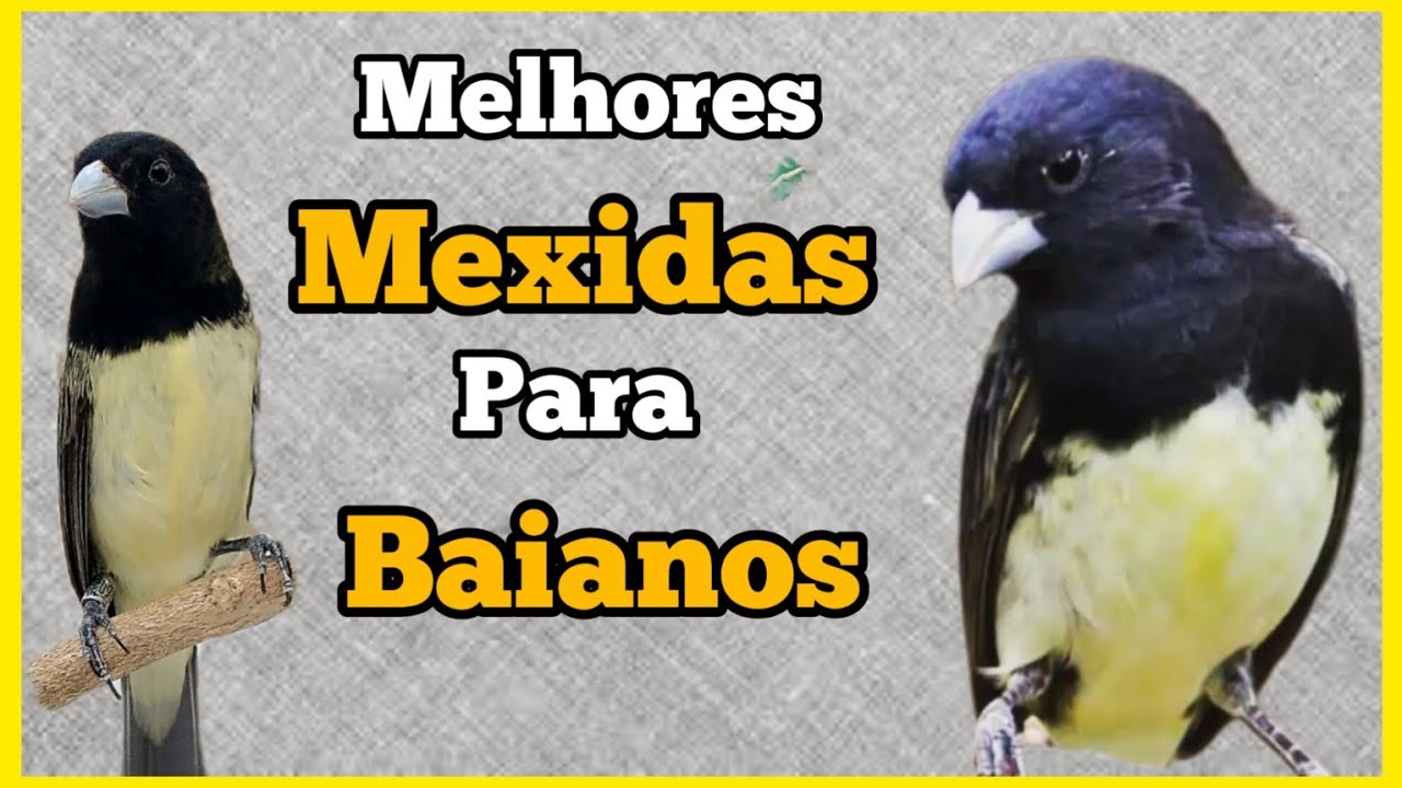 3 MELHORES MEXIDAS para COLEIRO BAIANO : RUA e BADERNA