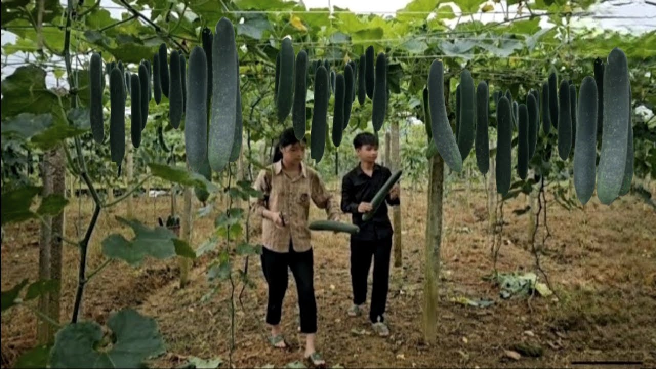 Homeless boy and poor girl pick green pumpkins to sell at the market to fix the bathroom