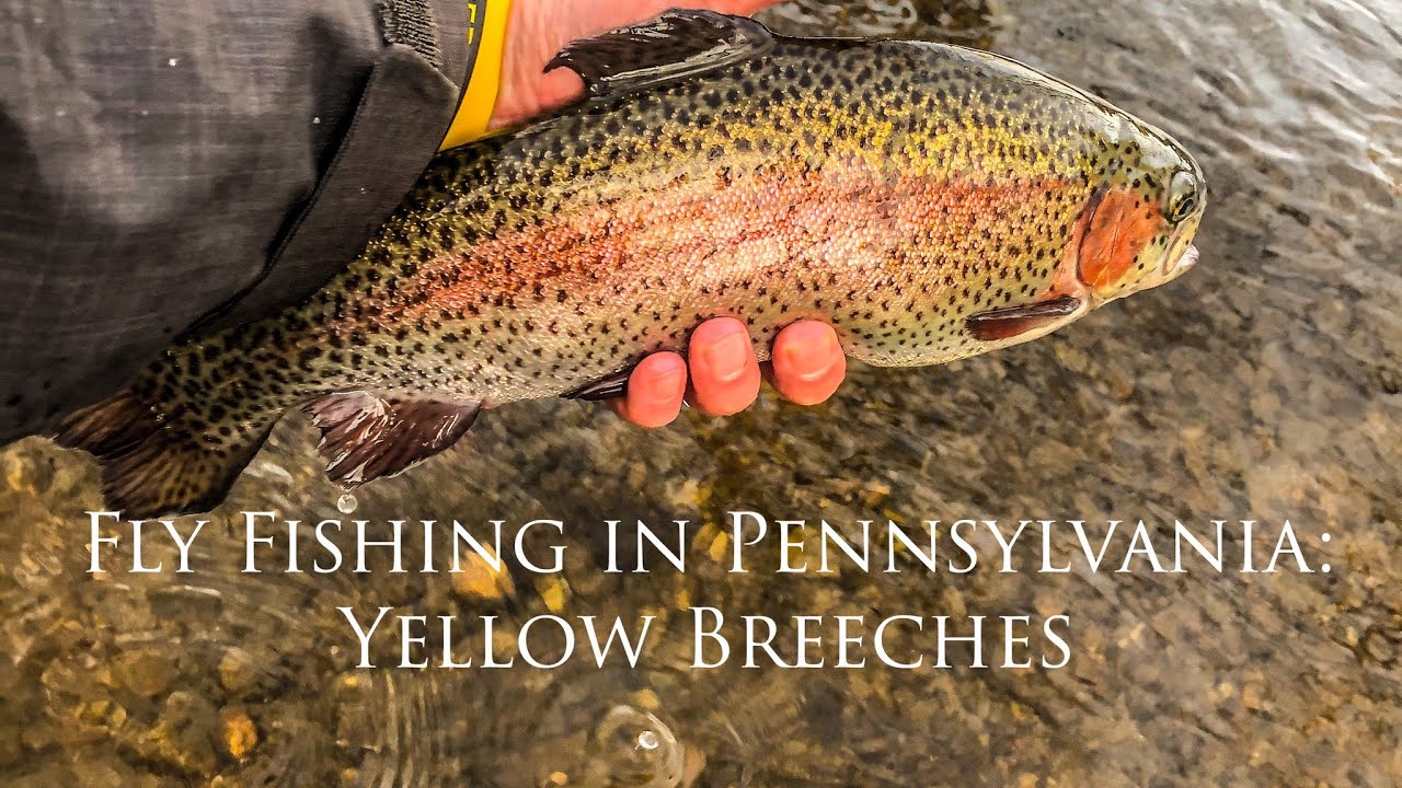 Fly Fishing in Pennsylvania: Yellow Breeches