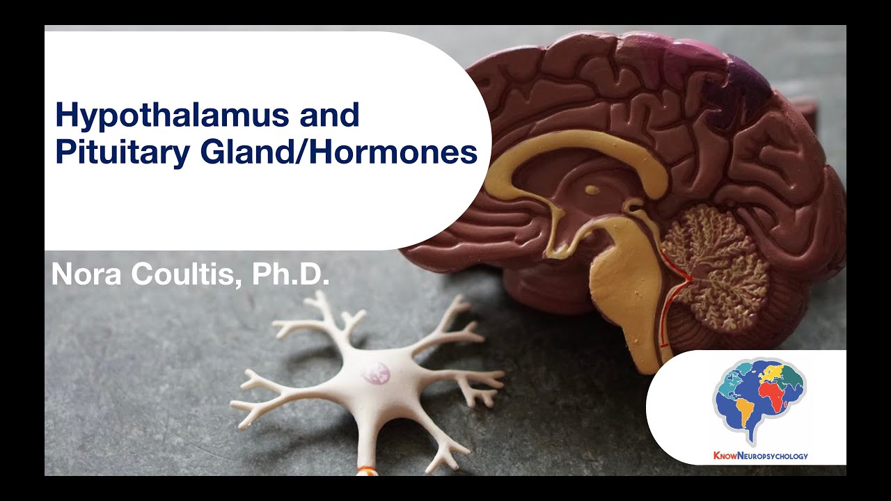 Hypothalamus and Pituitary Gland/Hormones