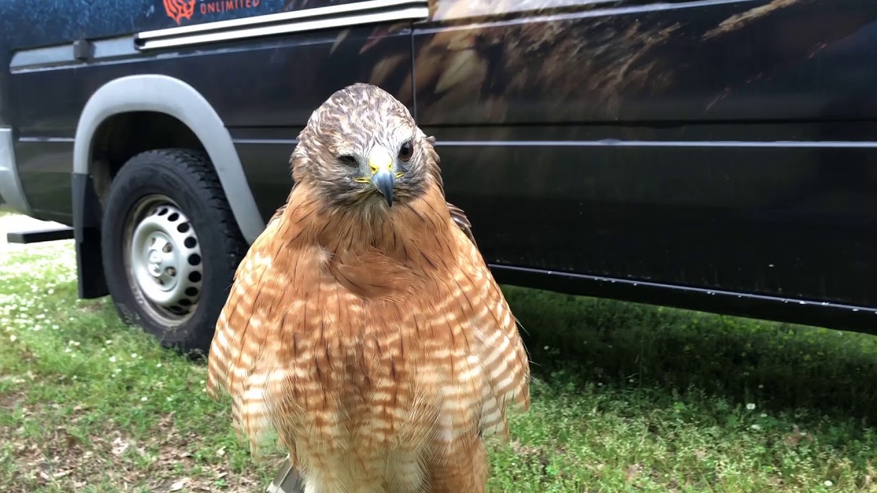 Red-shouldered Hawks