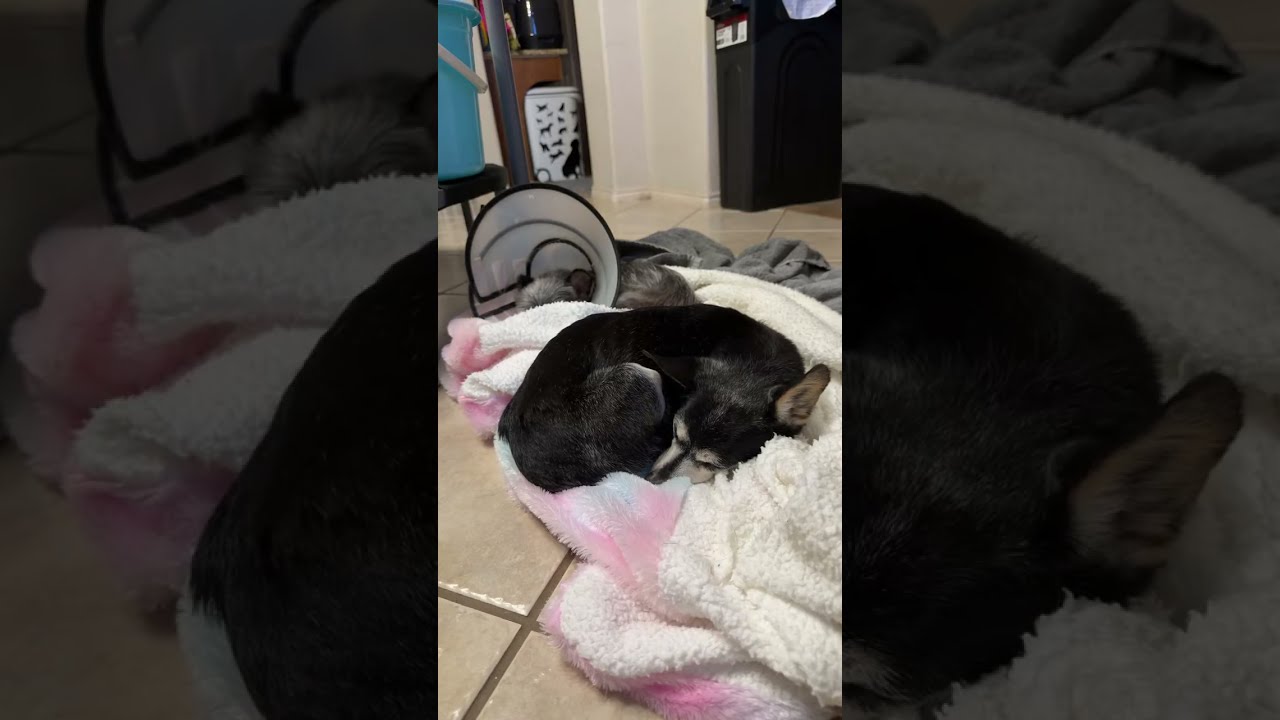 LIVE quiet-  Being present with my senior dogs