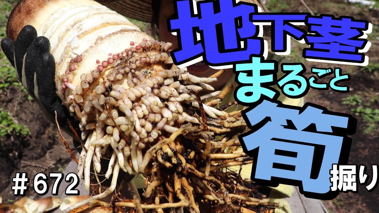 ２連タケノコを地下茎ごと掘り起こせるかやって見た！