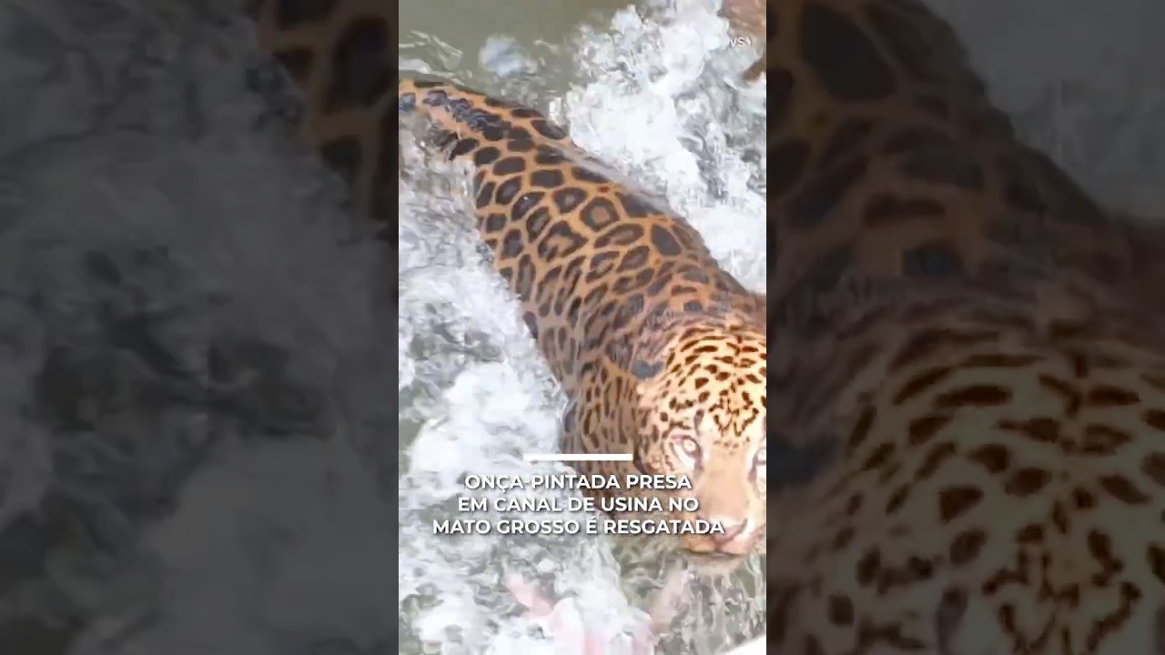On&ccedil;a‑pintada &eacute; resgatada ap&oacute;s ficar presa em canal de hidrel&eacute;trica em Cuiab&aacute; | #PrimeiroImpacto