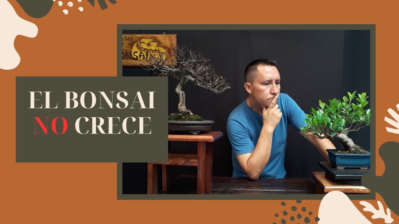 El bonsai NO crece