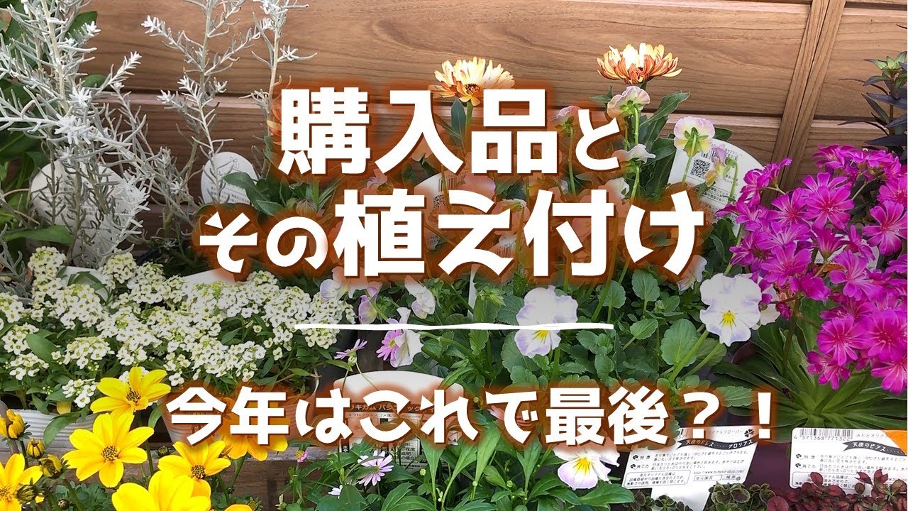 多葉体クローバー/フリル咲きビオラ恋みやび/ワイヤーメッシュ/籠/水苔でナチュラルに/ビデンス