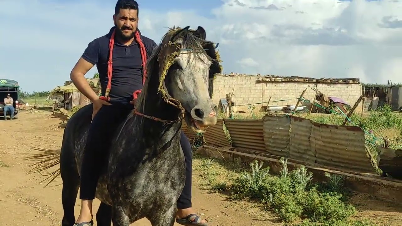 أحصنة الفنتازية للبيع ربي يبارك ولاية تلمسان الجزائر 29 أفريل 2023