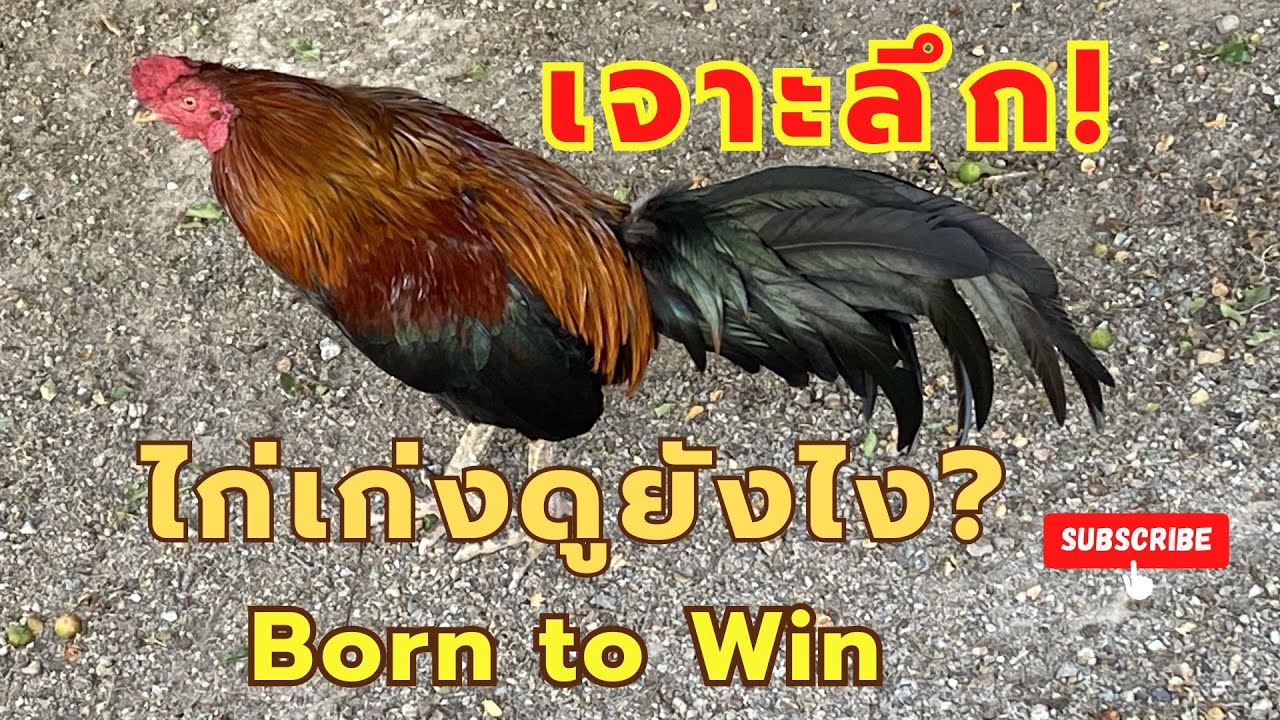 ลักษณะไก่เก่ง แบบเจาะลึก EP.371 How to Identify a Truly Great Chicken