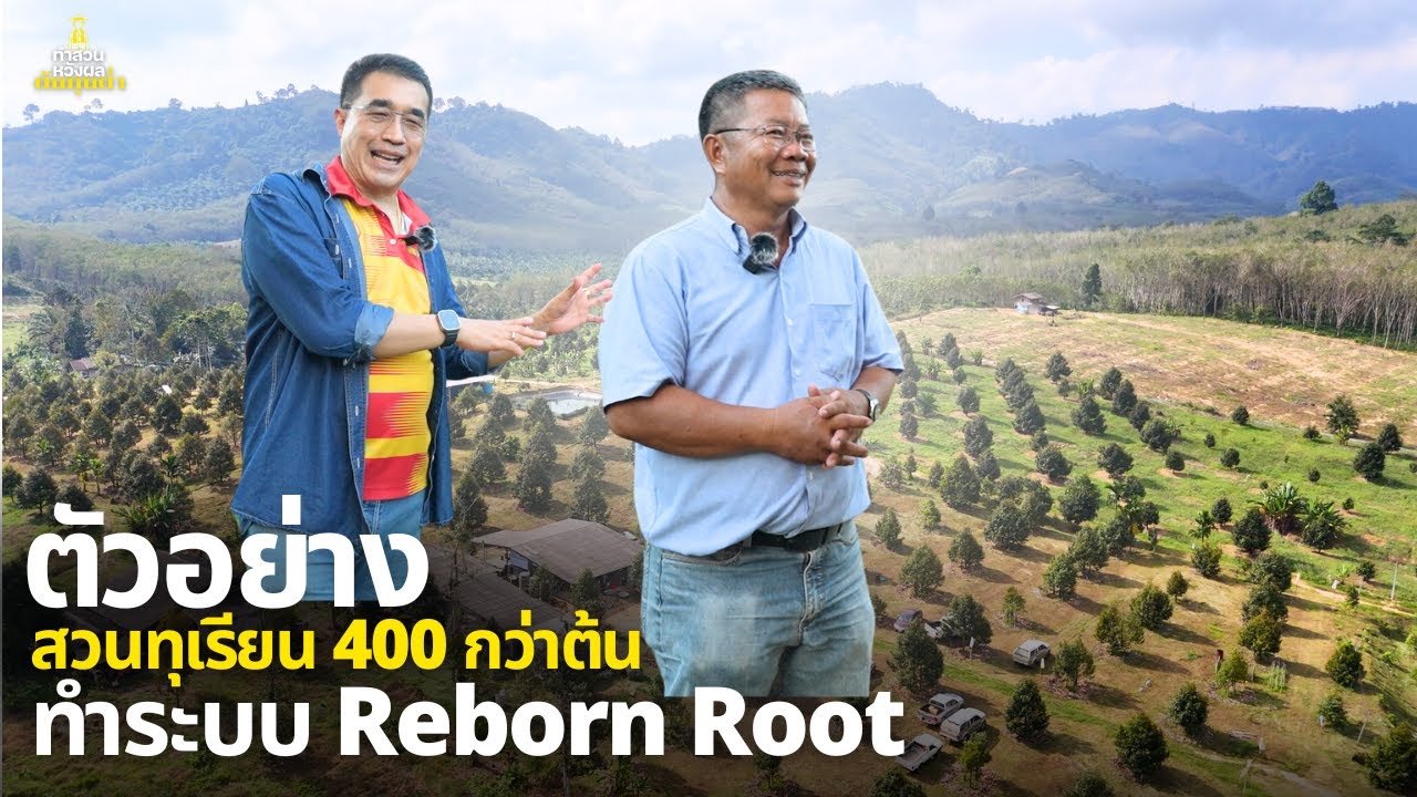 ตัวอย่างสวนทุเรียน จ.สุราษฎร์ธานี ทำระบบ Reborn Root 400กว่าต้น
