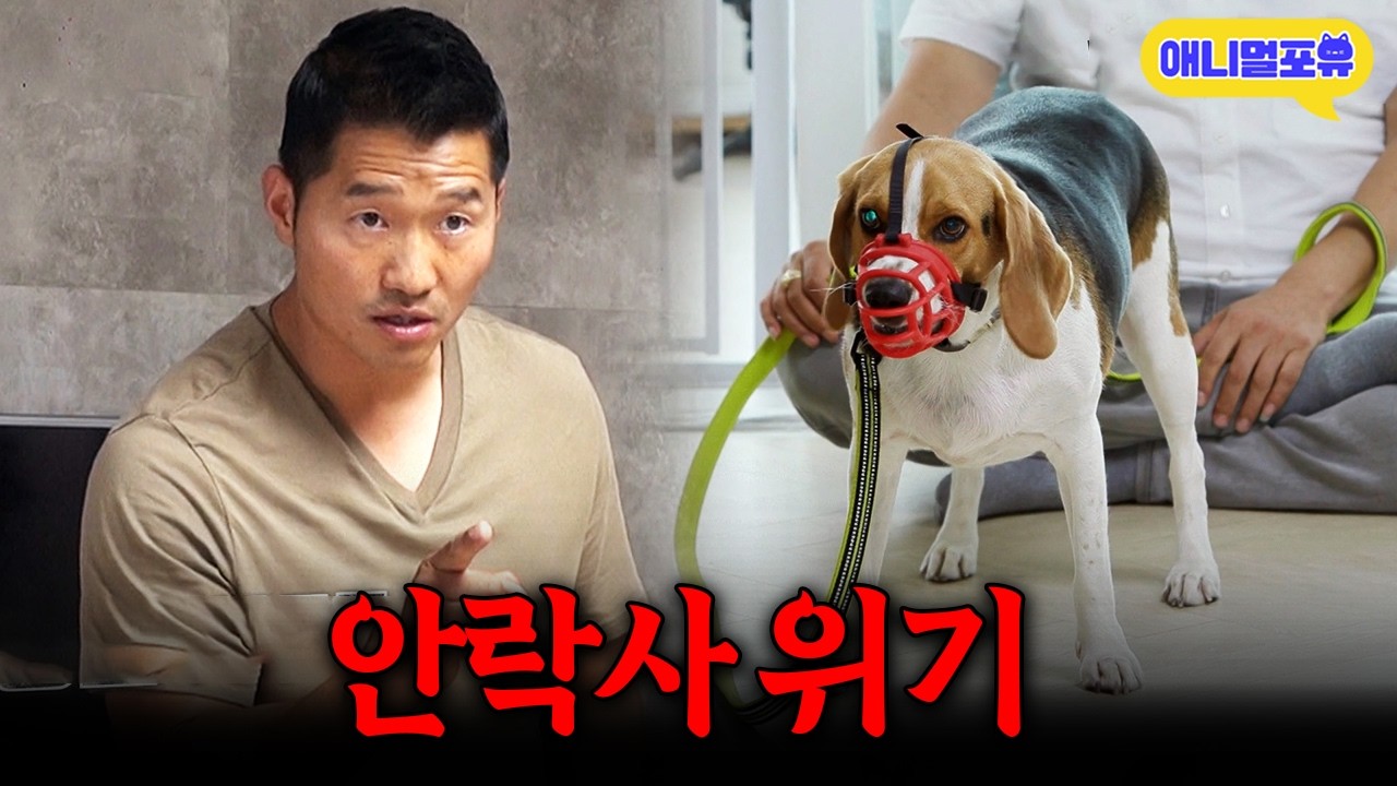 강한 짖음으로 안락사 위기까지 처한 강아지.. 강형욱의 솔루션은?ㅣKBS 개는 훌륭하다 200720 방송