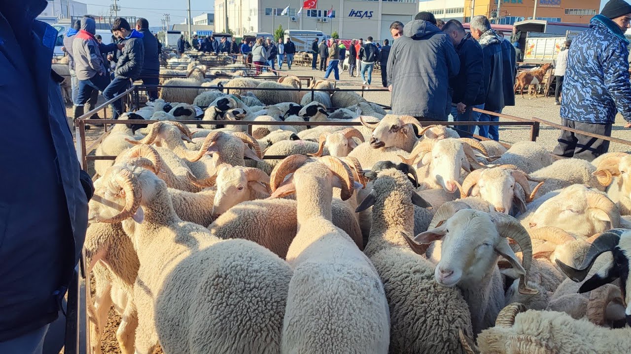 TORBALI HAYVAN PAZARINDA KURBANLIK KOÇ KUZU FİYATLARI.