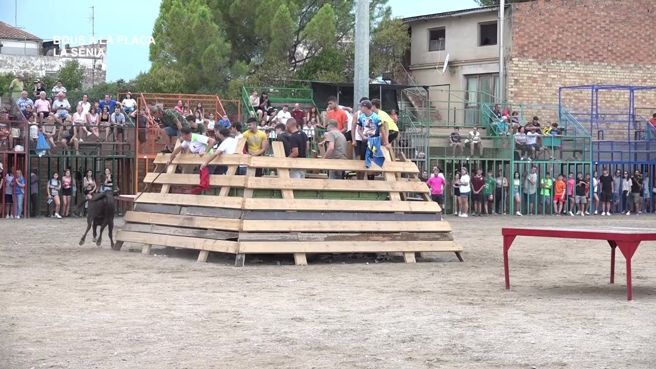 Festes La Sénia: Bous a la Plaça