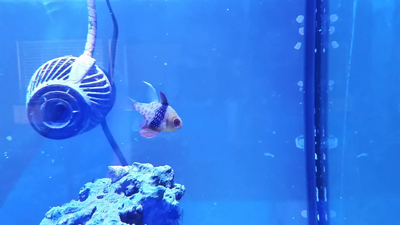 Pajama Cardinalfish 1.5 years later