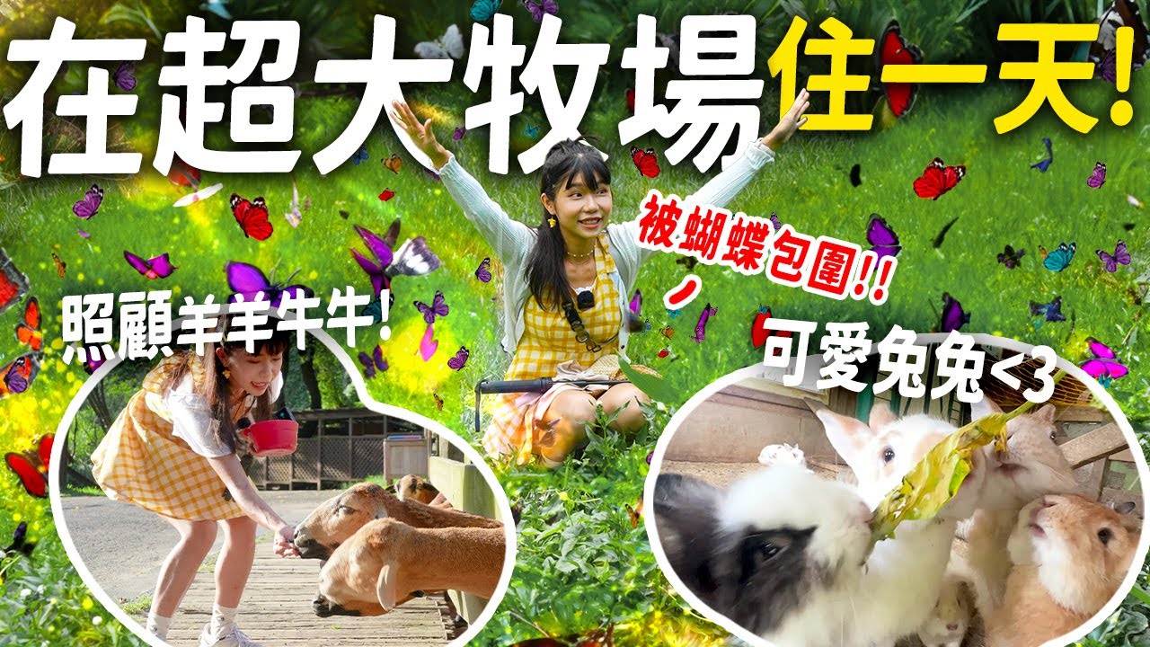 被紫斑蝶包圍！ 150,000坪超大牧場2天1夜農遊體驗🐮！ 產地吃住全包！ | 苗栗旅遊