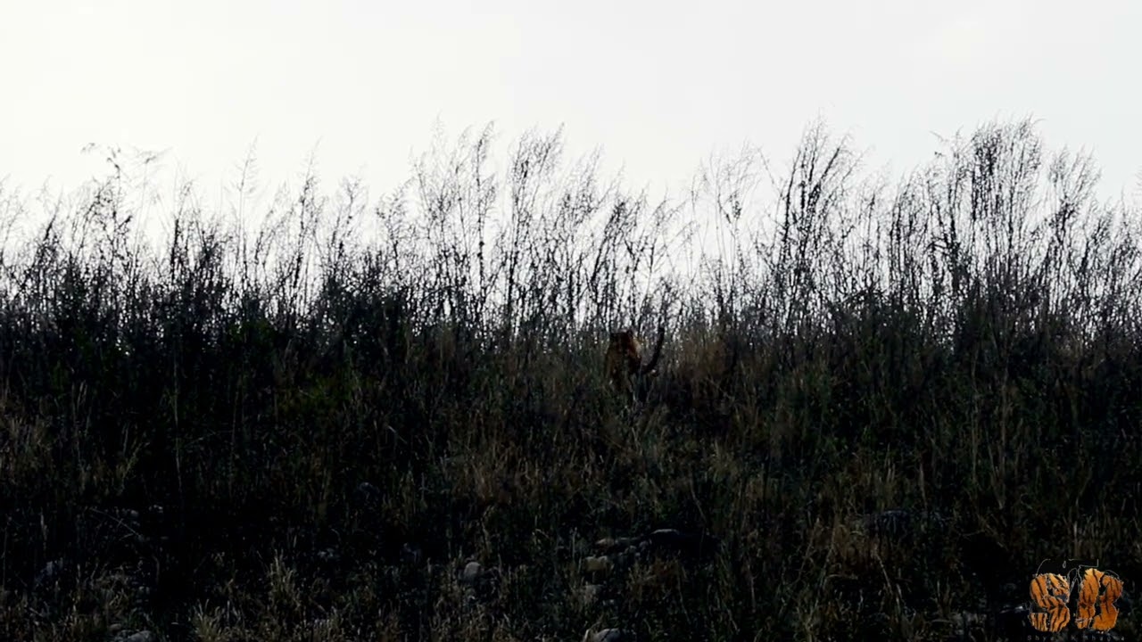 Tiger #attack #wildlife #tiger #forest #india #uae #usa #world #animals #nature #desert #earth #park