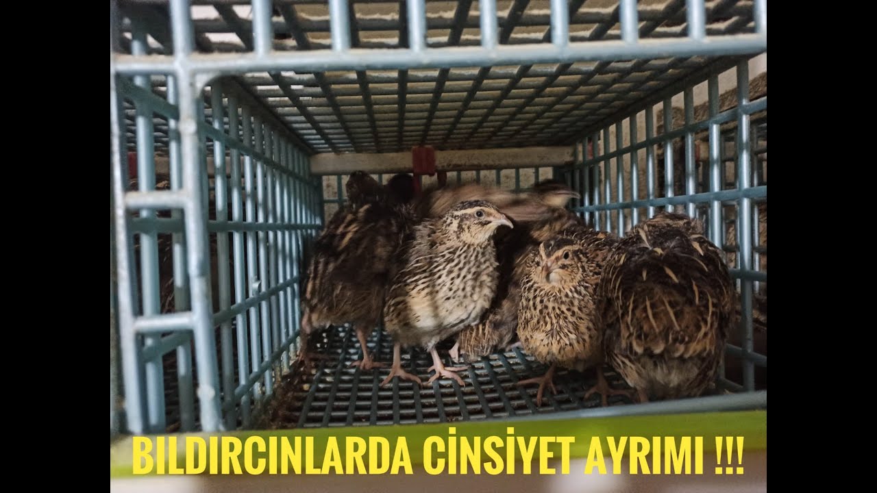 BILDIRCINLARDA CİNSİYET AYRIMI !!!