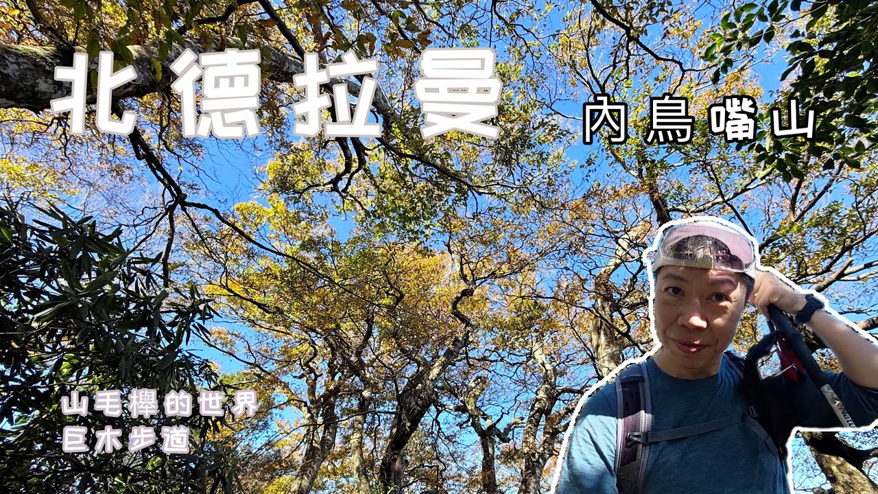 [北德拉曼] 深秋的內鳥嘴山｜欣賞山毛櫸的華麗轉身｜北德拉曼低海拔巨木群