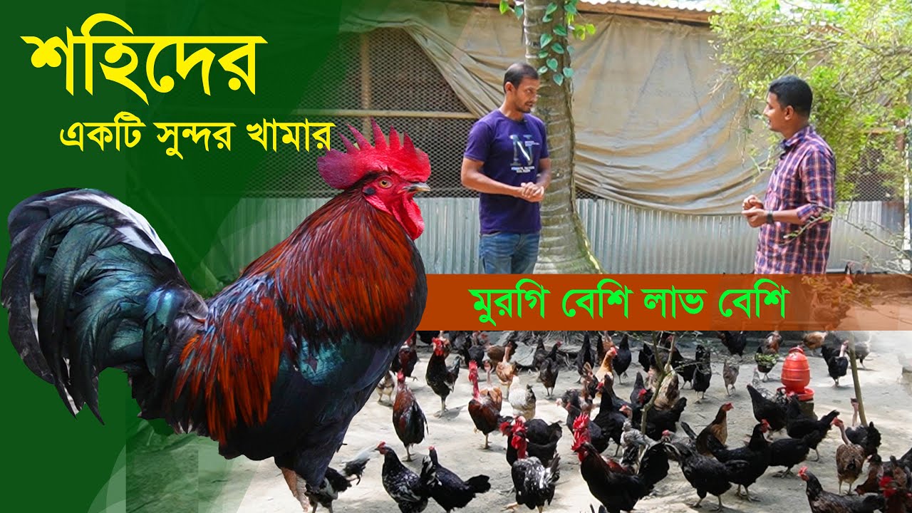 লাভ না হইলে ৩ বছর যাবত খামার কেন করি ? দেশি মুরগি পালন | Murgi Khamar || কৃষি ঘর