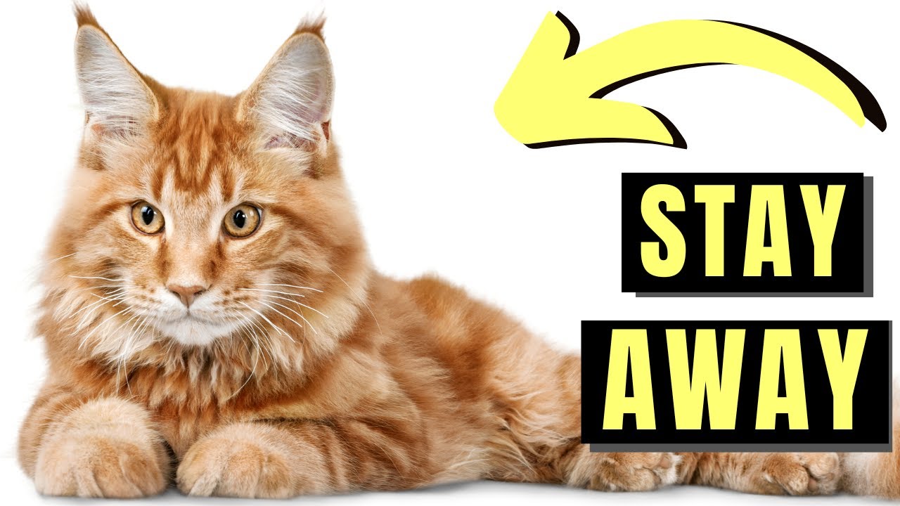 7 Cat Breeds You MUST Avoid