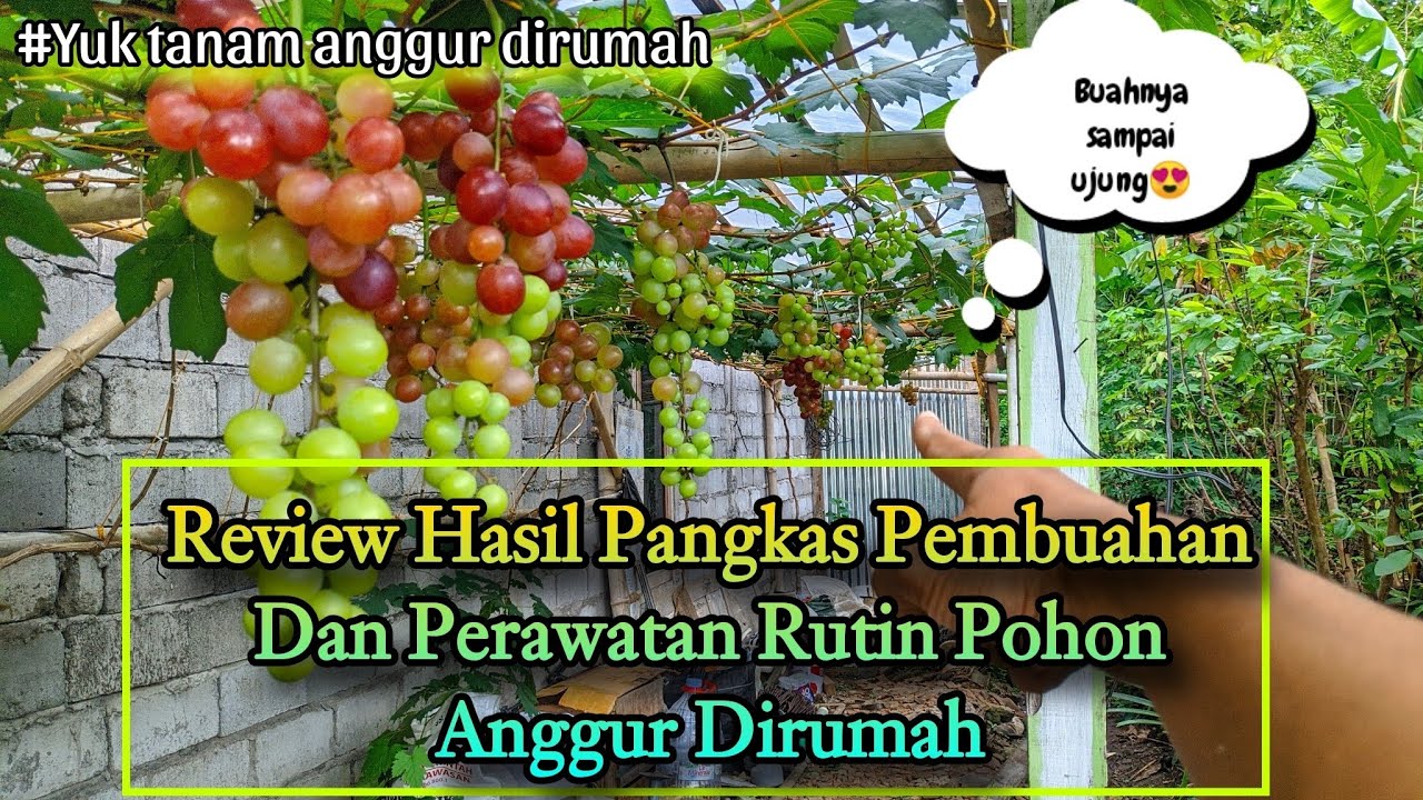 Perawatan pohon anggur dimusim hujan dan Hasil pangkas pembuahan pohon anggur