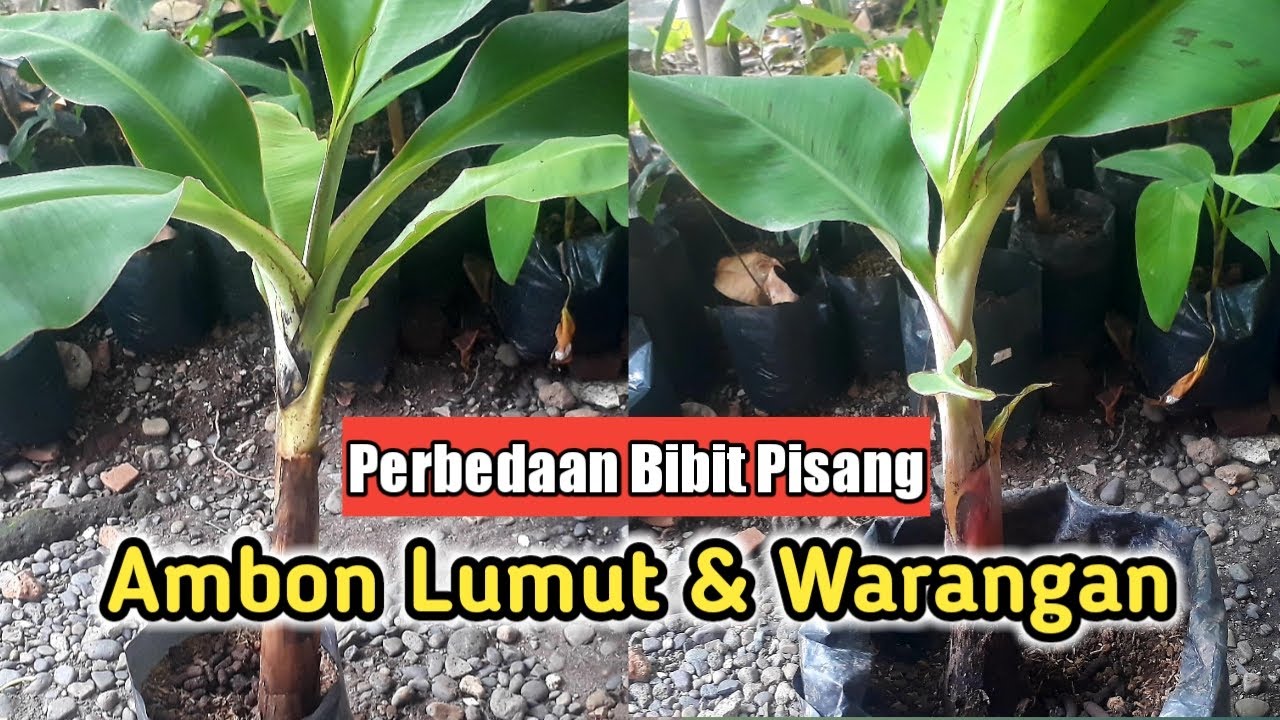 Ciri Ciri Perbedaan Bibit Pohon Pisang Ambon Lumut Hijau Dan Ambon Warangan Kuning
