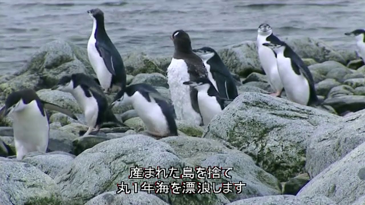 Marine Mammals - Leopard Seal, Ogre's Share | Wildlife Documentary