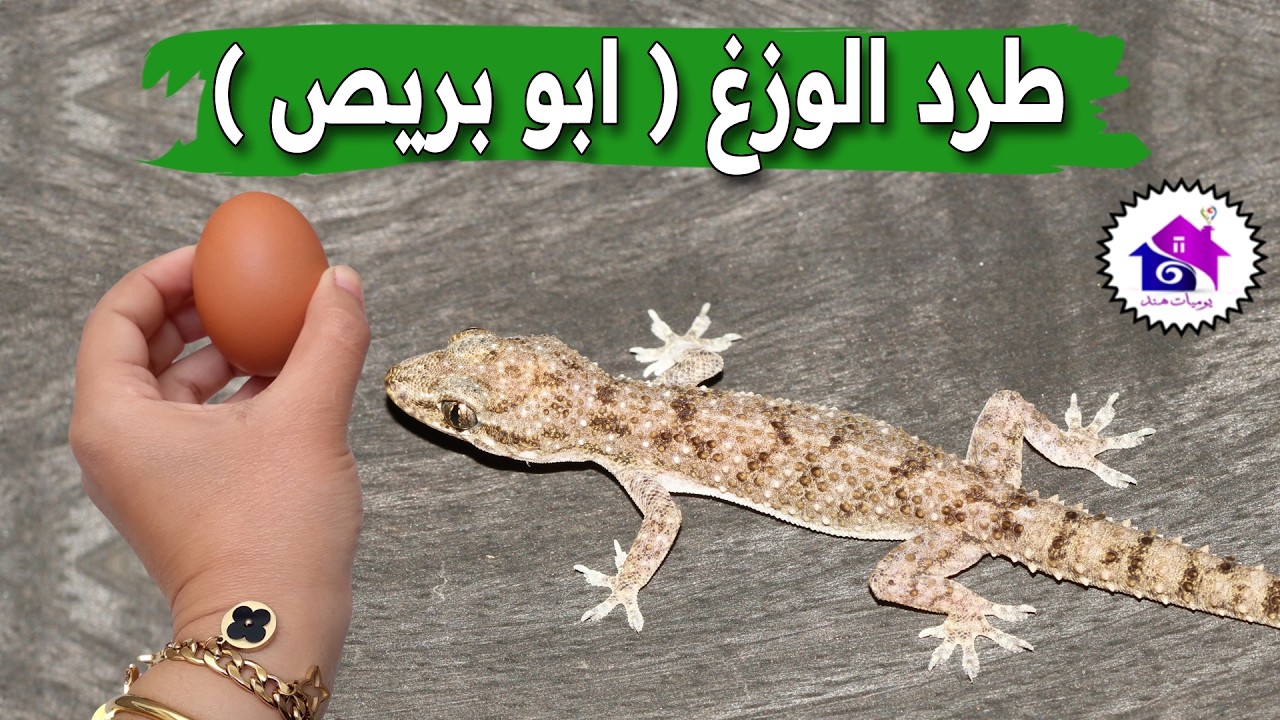 طرد الوزغ  ( ابو بريص )♻️ تدابير منزلية يحتاج الجميع الى معرفتها