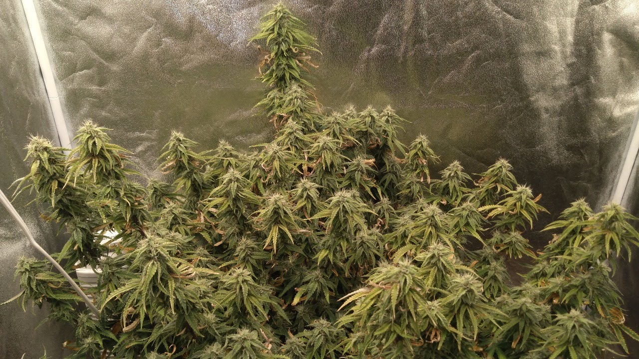 HALF POUND PLANT