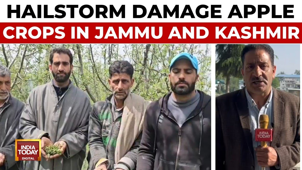 J&K: Heavy Rains, Hailstorm Damage Apple Crops; Farmers Seek Compensation