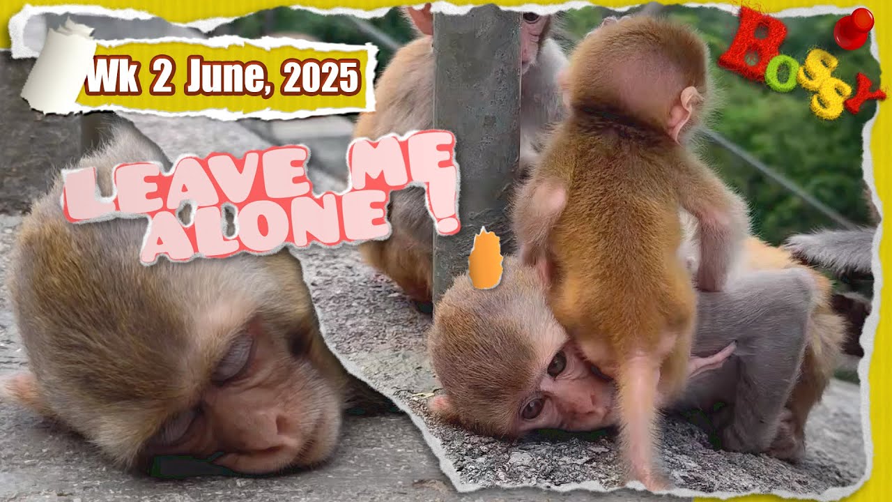 10 + 2 babies 😍 and an adopted one 🥺 II - take your lil butt elsewhere 🤪