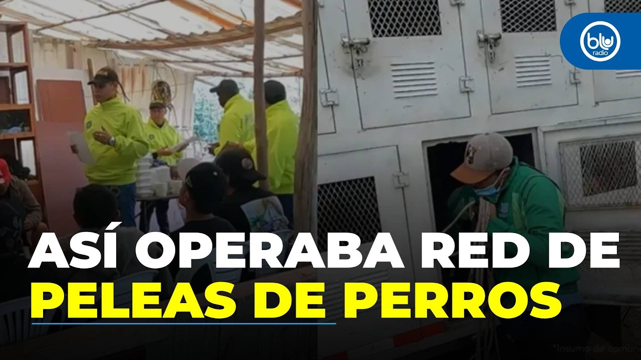 Desmantelan convenci&oacute;n internacional de peleas clandestinas de perros en La Calera