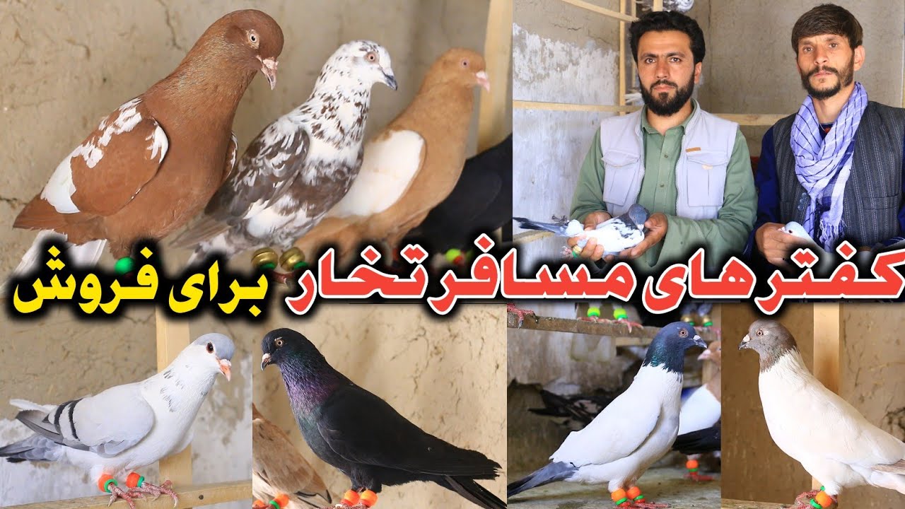  52 کفتر ارزان تخاری برای فروش، صد در صد فایده خریدار |کفتر 600 $ دالری را به قیمت ناچیز خرید|ارزان 