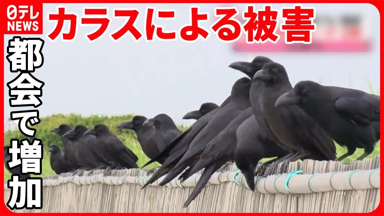 【カラス被害】都会で増加  ゴミ増加でエサが豊富  “繁殖シーズン”で人への襲撃も…