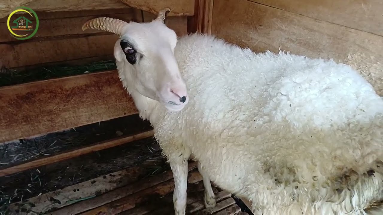 CARA MENGOBATI DIARE PARAH PADA DOMBA 