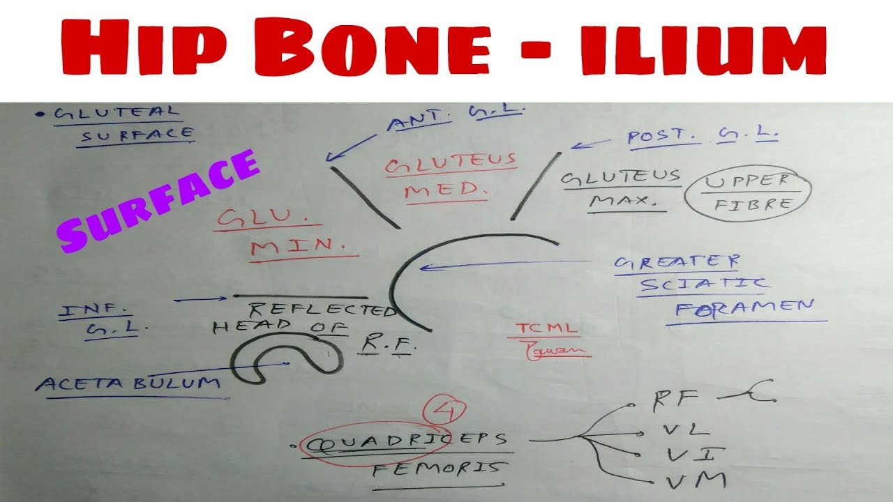 Hip Bone | Part 5 | ilium, Surface Attachement | The Charsi of Medical Literature