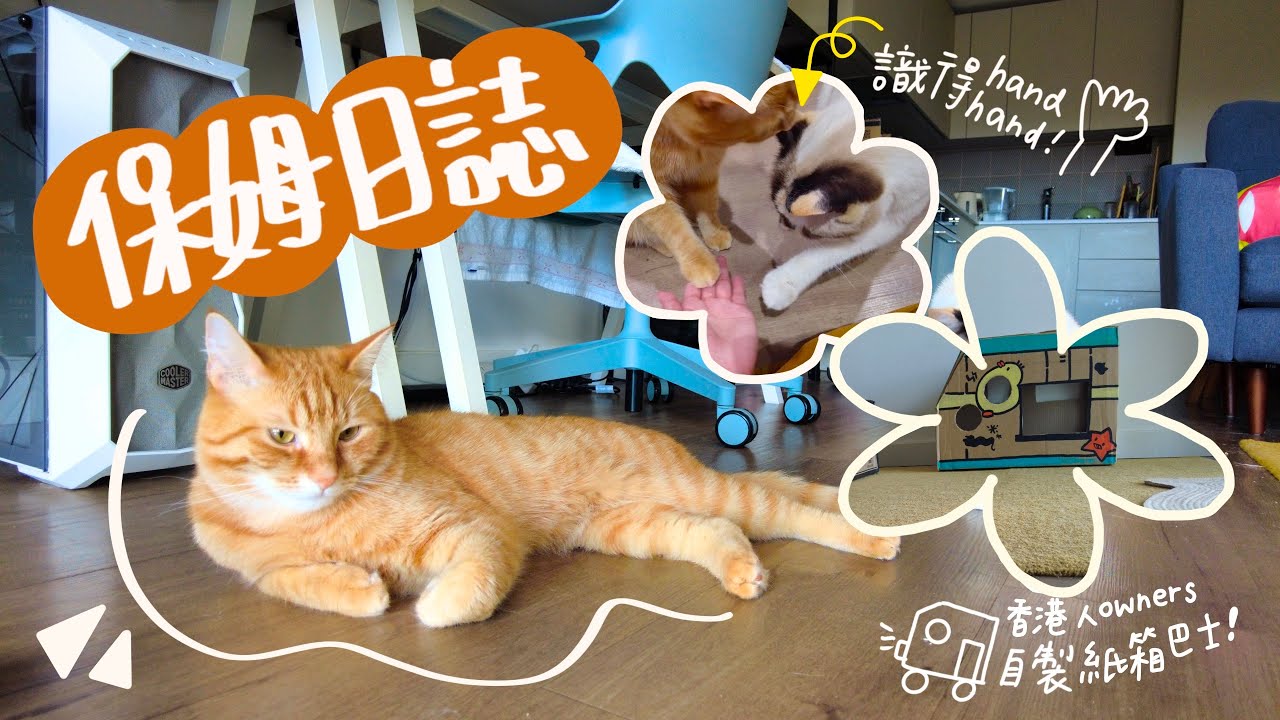 CAT SITTING VLOG｜照顧香港主人的貓貓! 竟然是懂得聽指令的貓咪🐱!！【英國貓保姆日常】