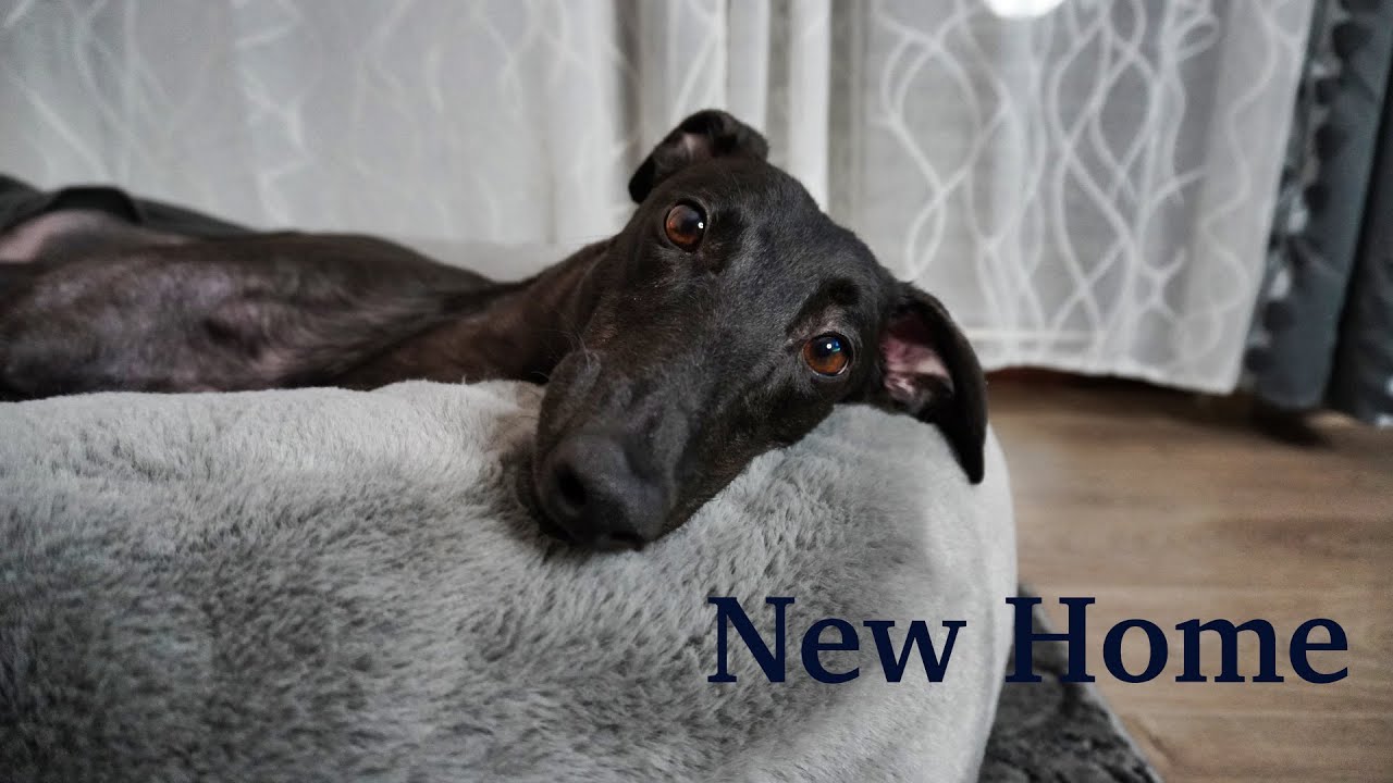 Greyhound Adoption - Die Ankunft im neuen zu Hause