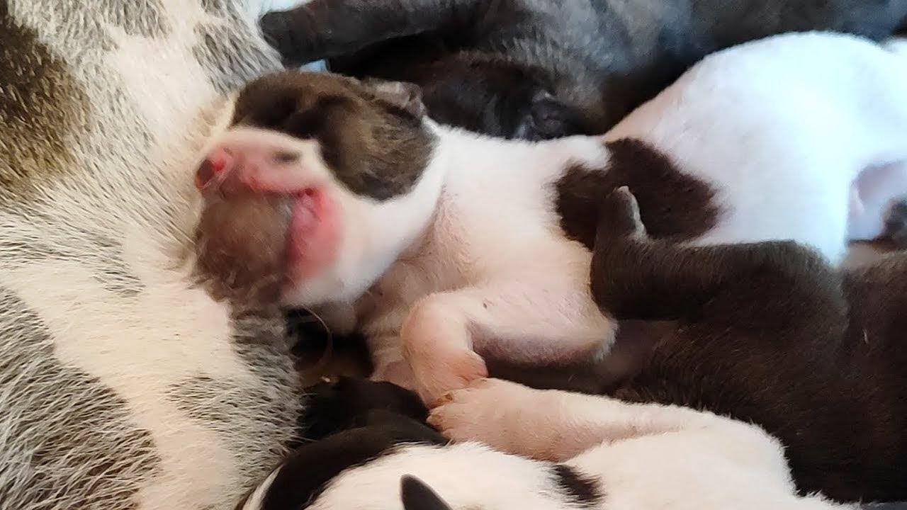 Cute puppies 5th-Days-Old drinking milk❤️❤️