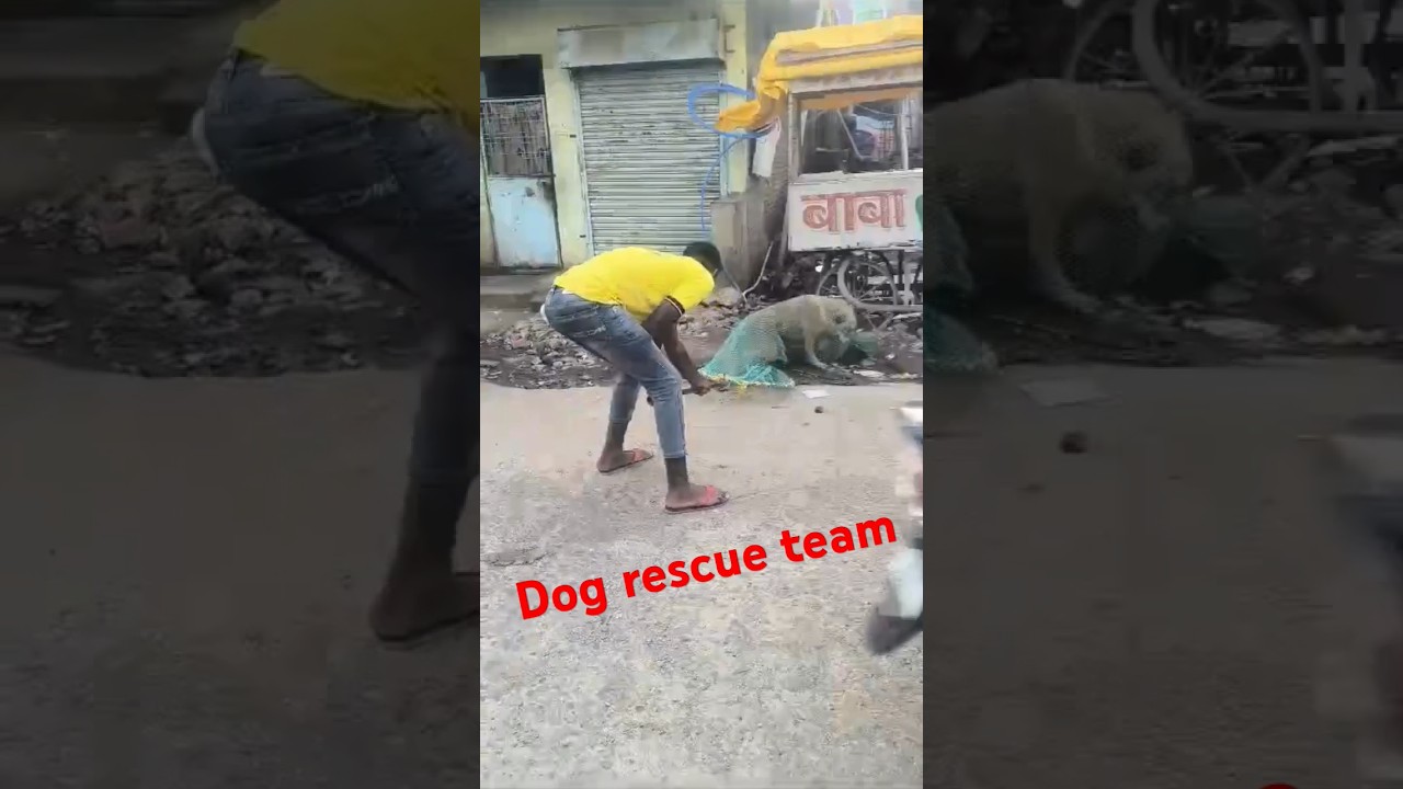 dog rescue team #animalrescueindia #adopteddog #rescueanimals #animalaidindia #rescuedog #shelterdog