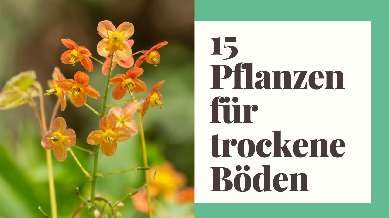 15 Pflanzen für trockene Böden und heiße Sommer