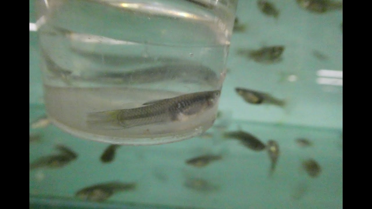 Fish disease case nr. 305 Guppy endler, Poecilia wingei, with skin fluke infection