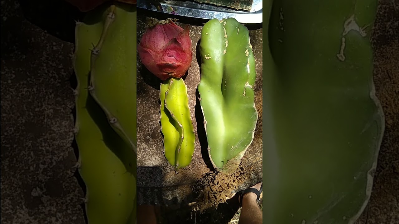 DFSA Dragon Fruit South Africa ~ Max van Heerden Physical Difference's Ruby & Brazilian Red