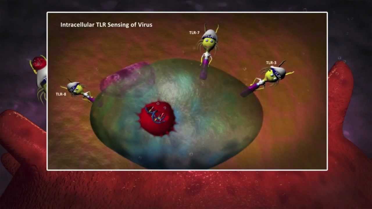 Innate Immunity: Viral Pathogen Immune Response - IMGENEX
