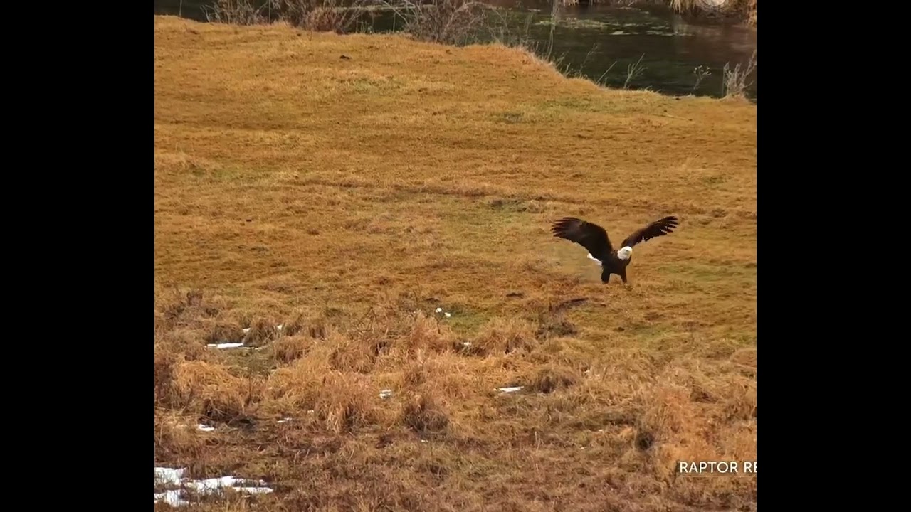 January 8, 2026. Eventually Getting A Stick To The Nest.     Explore.org