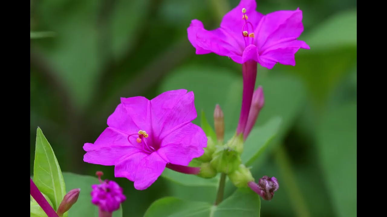 手入れのしていない庭の植物や花　地元の花など （Isadora Paul Mauriat) revised ver.