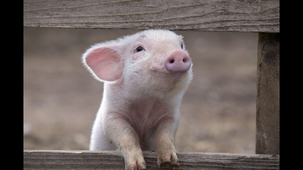 learn the sounds of pigs, piglets, grunts, pigs  изучай звуки свиньи, поросят, хрюканье, свинки