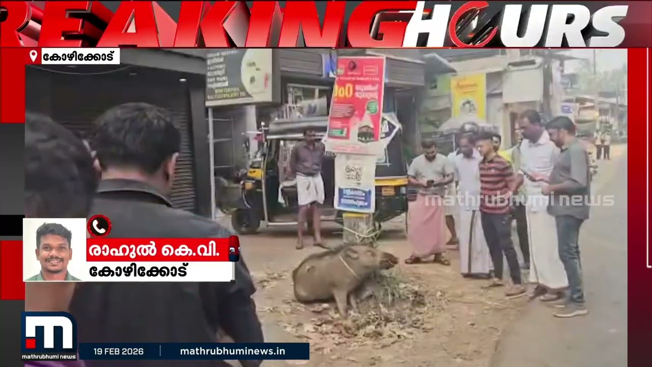 കോഴിക്കോട്ട് അപകടത്തിൽപെട്ട കാട്ടുപന്നിയെ നാട്ടുകാർ വൈദ്യുതി പോസ്റ്റിൽ കെട്ടിയിട്ടു | Kozhikode