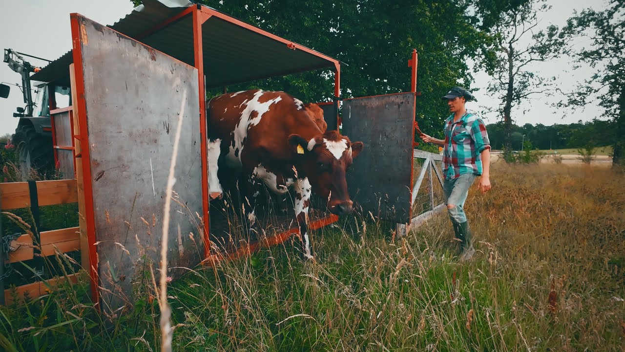 Tre mular till ny mark | Livet som månskensbonde 🐔🐄🐏