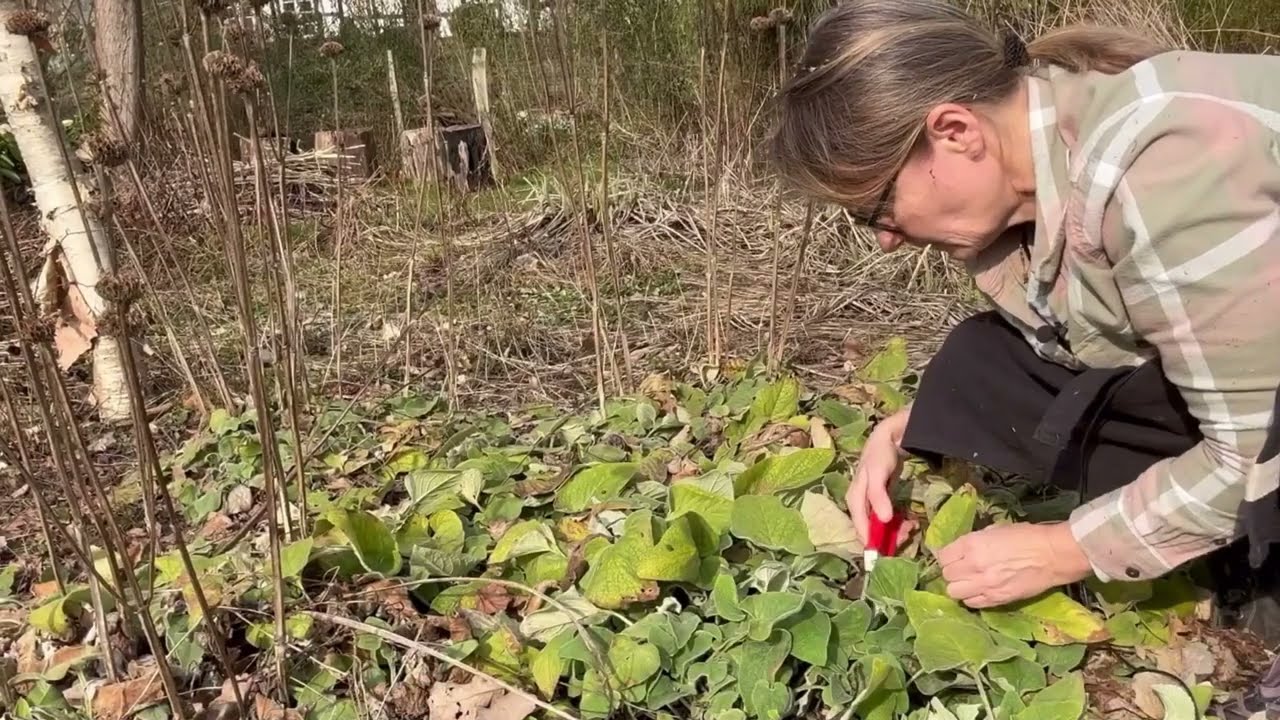 Beskæring af stauder i foråret